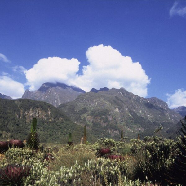 4 days rwenzori hiking central