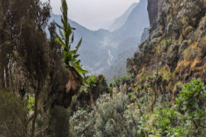 Wild camping in the Rwenzori mountains