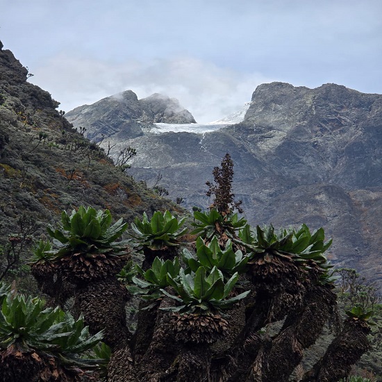 Climbing Rwenzori Mountains in December 4 Climbing Rwenzori mountains in December