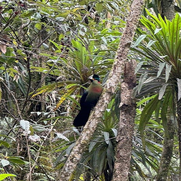Birding trip to the Rwenzori Mountains National Park 2 Birding trip to the Rwenzori Mountains National Park