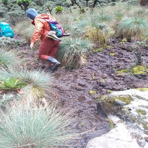 Rwenzori mountains trekking during the rainy season