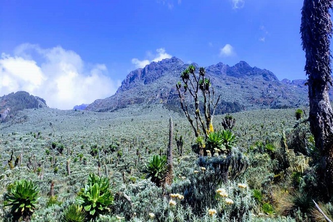 Mount Emin Climbing|Rwenzori Mountains